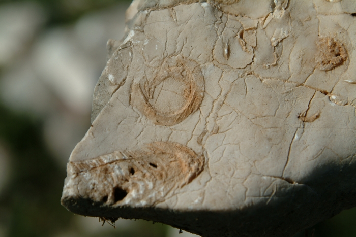 Sculture naturali